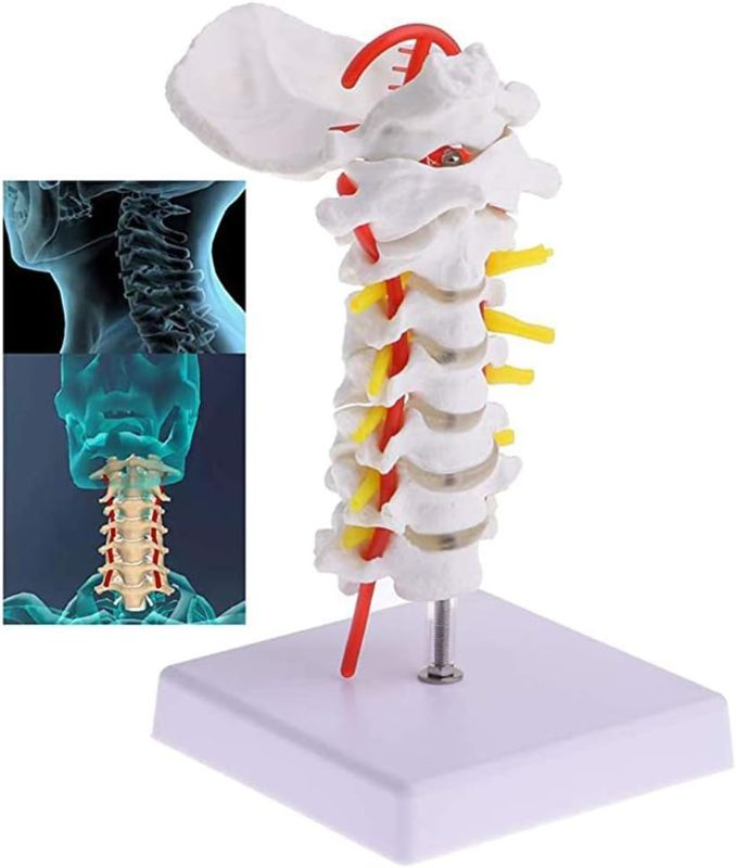 Photo 2 of Anatomy Model Human Cervical Vertebra Carotid Artery Flexible Spine Model Chiropractic Human Anatomical Educative Skeletal Model with Realistic Looking Bones
