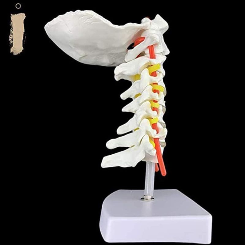Photo 1 of Anatomy Model Human Cervical Vertebra Carotid Artery Flexible Spine Model Chiropractic Human Anatomical Educative Skeletal Model with Realistic Looking Bones
