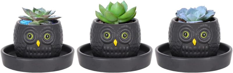 Photo 1 of UMESONG 3PCS Owl Succulent Pots with Saucer Black Ceramic Cactus Plants Pot Cacti Planter Plant Pot with Drainage Hole for Home Indoor Window Gift for Mother and Teacher Appreciation Christmas
