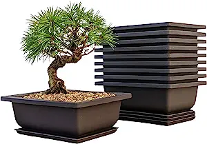 Photo 1 of 9Pack Bonsai Training Pots Humidity Trays