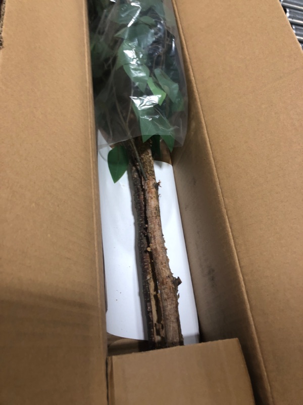 Photo 1 of Maia Shop Ficus, Artificial Tree with Natural Trunks, Made with The Best Materials, Ideal for Home Decoration, Artificial Plant 3.5 feet Tall - 41 inches 41inch Ficus