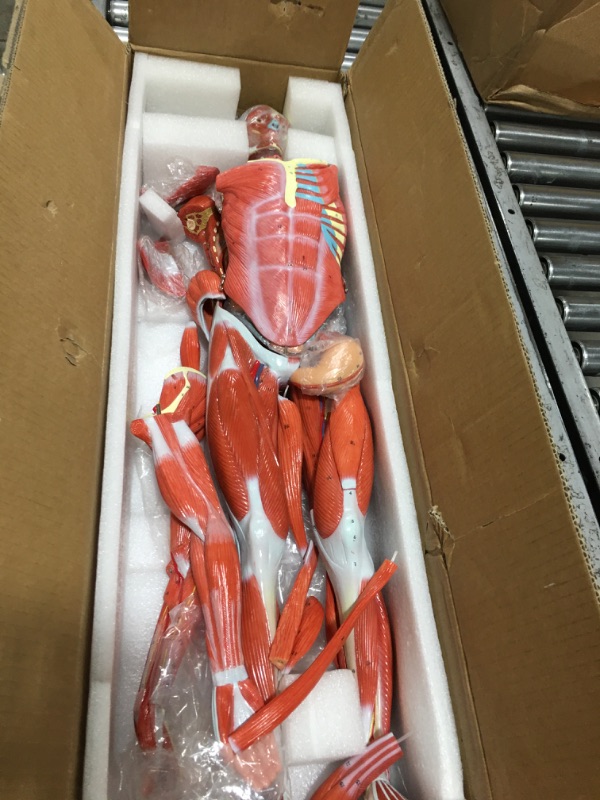 Photo 2 of EVOTECH Human Muscle and Organ Model, 27-Part 1/2 Life Size Muscular System Model with Removable Organ, Human Muscular Figure Body Anatomy Model for Medical Physiology Study Teaching Includes Poster Human Muscle and Organ Model-1/2 Lifesize