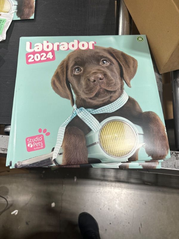 Photo 2 of Official Studio Pets Dogs Wall Calendar 2024 12" x 12" FSC® Plastic Free - Starts Week On Sunday | 12 Month Planner | Square Wall Calendar 2024 | Family Planner Calendar 2024 | Labrador Calendar 2024 Labrador 2024