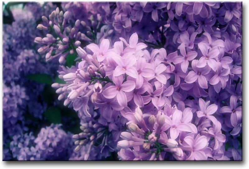 Photo 1 of So Crazy Art- Lilac Wall Art Decor Blooming Purple Flowers Canvas Pictures Artwork 24x36inch Plant Painting Prints for Home Living Dining Room Kitchen

