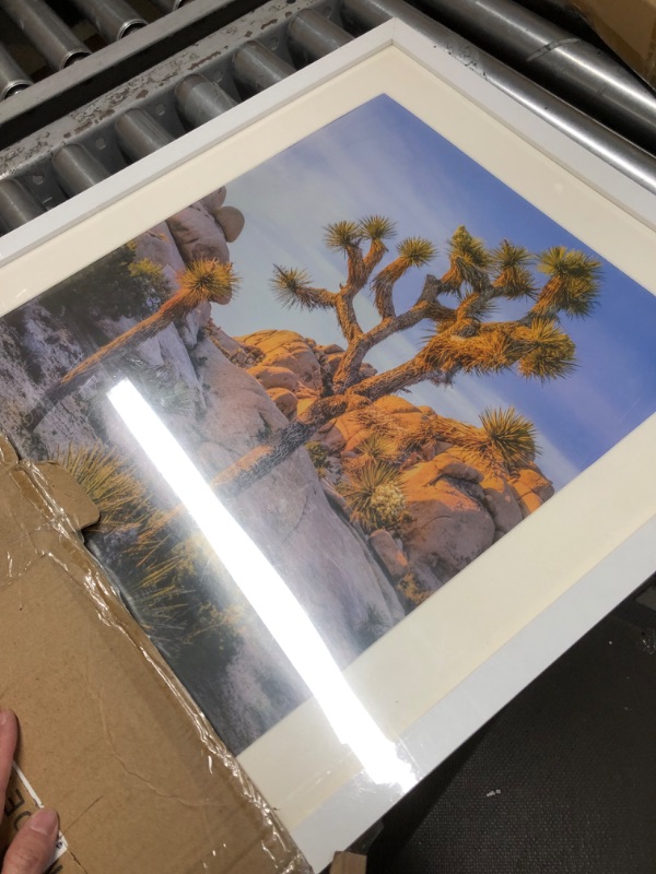 Photo 1 of 20 X 24 Joshua Tree Framed Poster