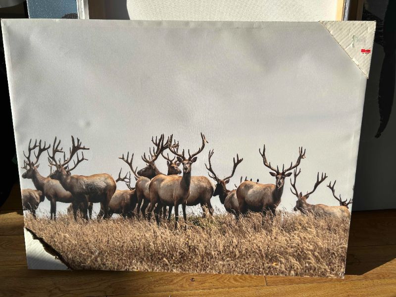 Photo 1 of BRAND NEW "CARIBOU FIELDS" CANVAS ARTWORK 40" X H30"