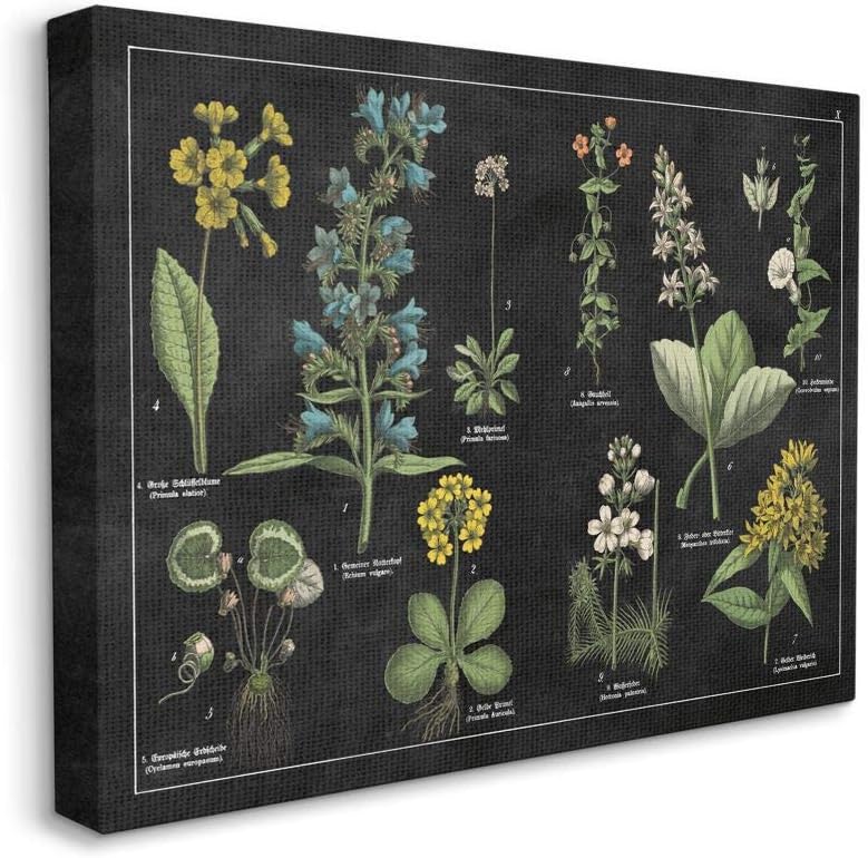 Photo 1 of Stupell Industries Antique Flower Chart Scientific Botanical Print, Designed by Wild Apple Portfolio Wall Art, 24 x 30, Canvas
