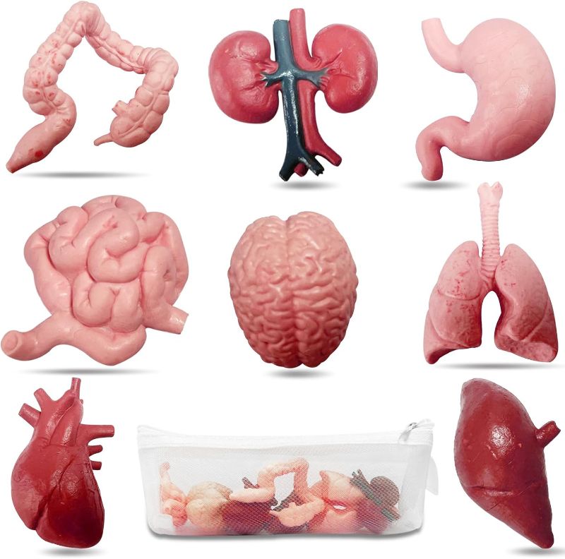 Photo 1 of 8 Pcs Human Body Model for Kids Human Organ Model Anatomy, 3D Anatomy Model Realistic Brain Heart Lung Liver Stomach Large Intestine Small Intestine Kidney Models for Halloween Party Prop