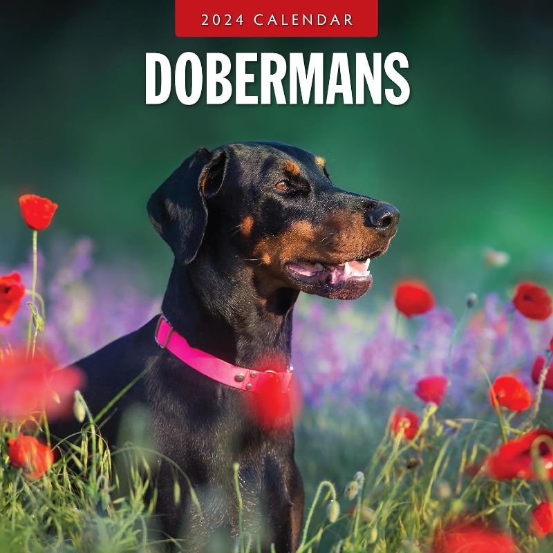 Photo 1 of 2024 Dobermans Wall Calendar by Red Robin, 12 x 12
