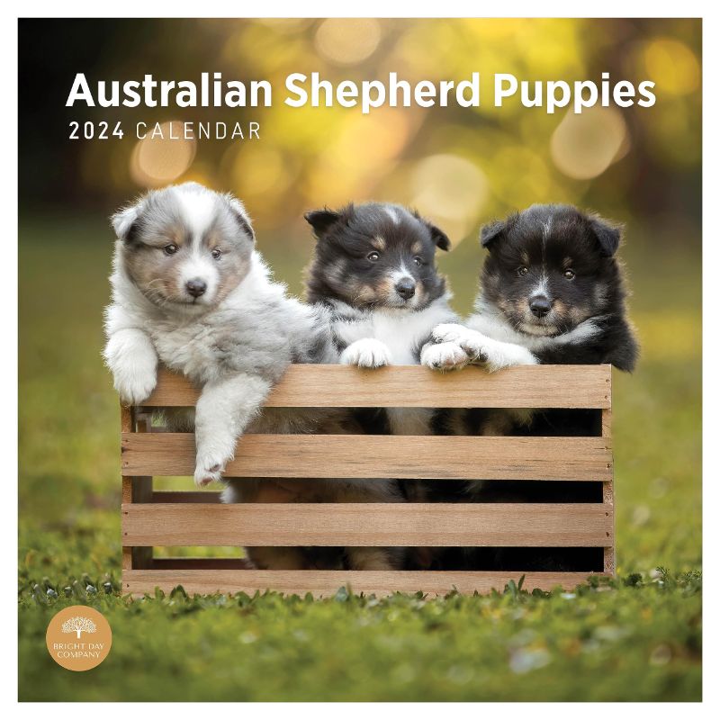 Photo 1 of 2024 Australian Shepherd Puppies Monthly Wall Calendar by Bright Day, 12 x 12 Inch 