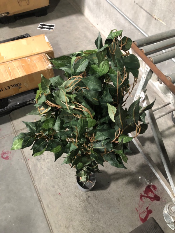 Photo 1 of ***USED - DIRTY AND DUSTY - LEAVES CURVED INWARDS - NO PACAKGING - SEE PICTURES***
Nearly Natural 5299 Ficus Silk Tree, 4-Feet, Green 