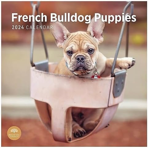 Photo 1 of 2024 French Bulldog Puppies Monthly Wall Calendar by Bright Day, 12 x 12 Inch Cute Dog Breed Gift