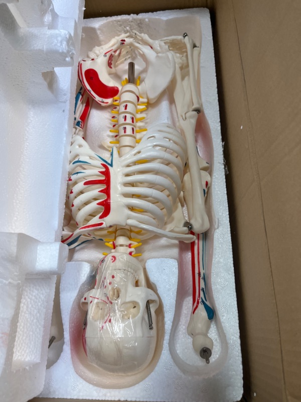 Photo 2 of Evotech Numbered Mini Human Skeleton Model for Anatomy, 33.5'' Human Skeleton Model with Muscle Insertion and Origin Points Removable Stand for Medical Anatomical Study Teaching, Manual Included