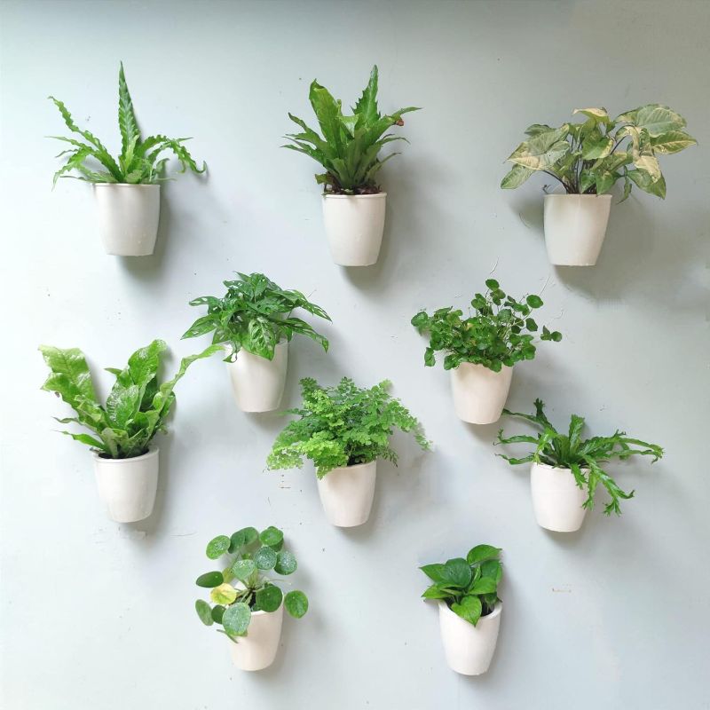 Photo 1 of LaLaGreen Wall Mounted Planters for Indoor Plants - 10 Pack, 5 Inch Self Watering Plastic Pot, Living Hanging Eco Wall Planter System, Trendy Live Wall...
