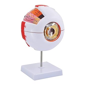 Photo 1 of Eye Anatomy Model, 6X Enlarged Eyeball Model, Human Eye Anatomical Model for Science Education Students Study Display Medical Teaching, with Removable Stand