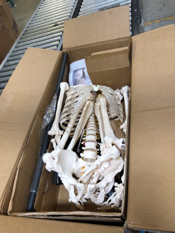 Photo 3 of breesky Human Skeleton Model for Anatomy- Life Size Medical Human Skeleton Model with Nervous System 70.8 in with Rolling Stand for Medical Study and Display 3 Posters… 70.8 Inches Human Skeleton Model