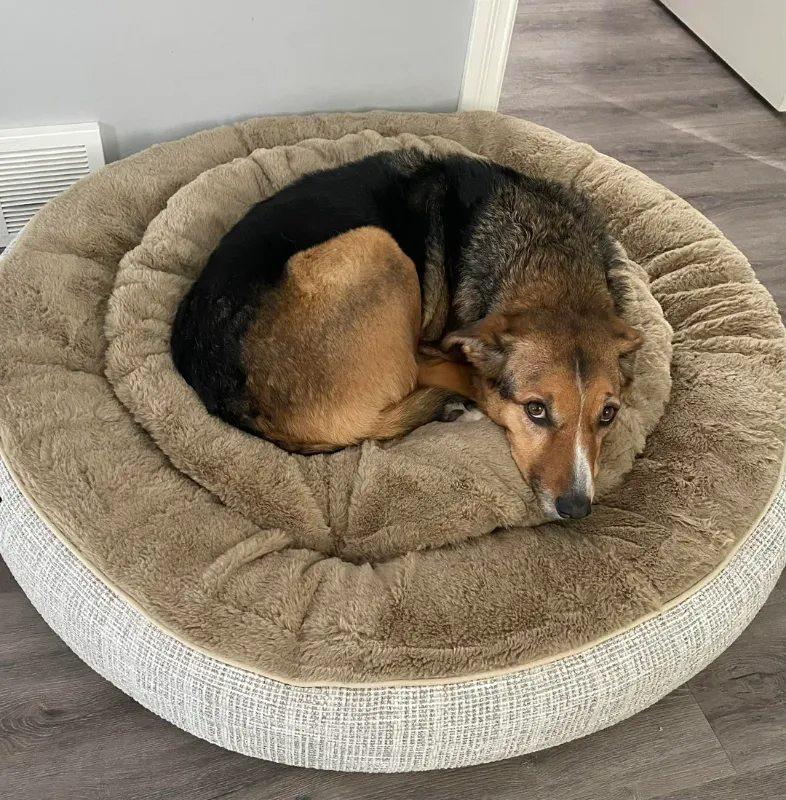 Photo 1 of Kirkland Signature Round Pet Bed 42"