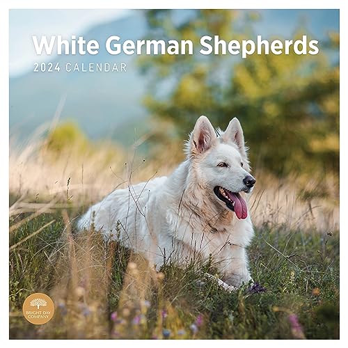 Photo 1 of 2024 White German Shepherds Monthly Wall Calendar by Bright Day, 12 X 12 Inch Cute Dog Breed Gift