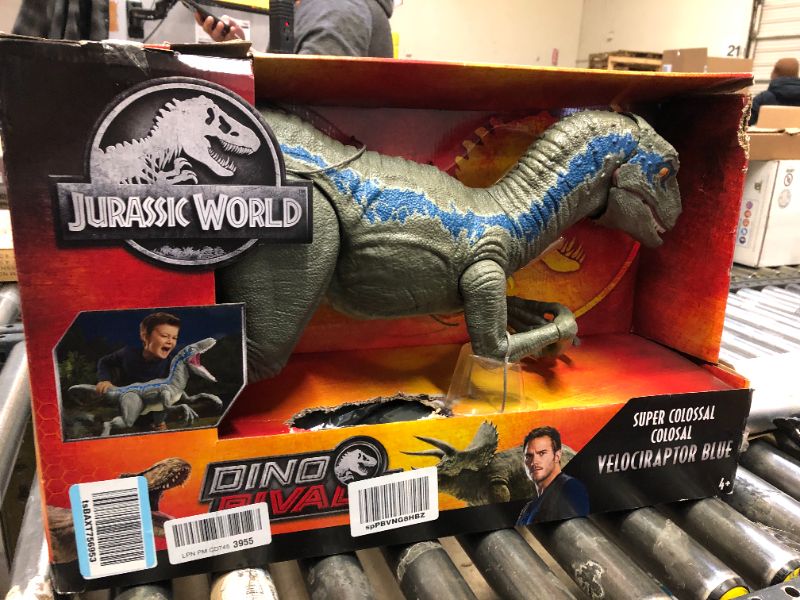 Photo 2 of Jurassic World Super Colossal Velociraptor Blue 18” High & 3.5 Feet Long with Realistic Color, Articulated Arms & Legs & Jurassic World Camp Cretaceous Super Colossal Indominus Rex Action Figure