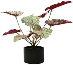 Photo 1 of HelaCueil 12 x18'' Begonia Leaf Artificial Plants in Ceramic Pot 1 Pack