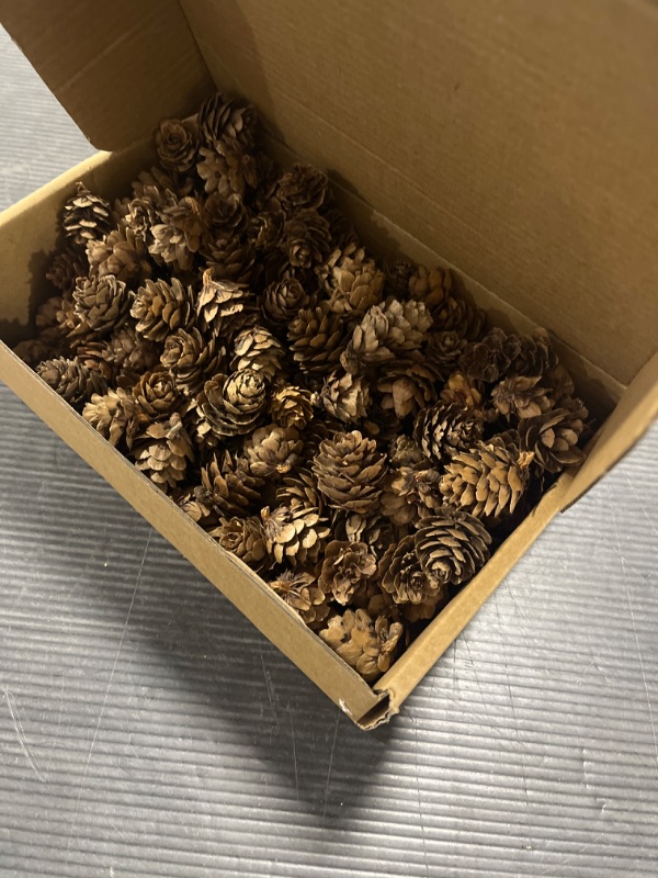 Photo 1 of 200 Pcs Natural Mini Pinecones Maple Fruit Ornament Set