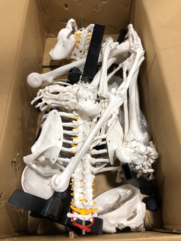 Photo 2 of Human Skeleton Model, Medical Anatomical Skeleton Life Size 70.8 in with Rolling Stand for Anatomy Teaching and Studying, 