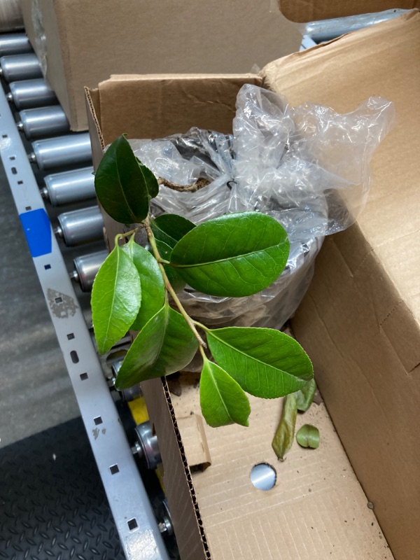 Photo 2 of Barbados Cherry Tree - Live Plant in a 4 Inch Grower's Pot - Malpighia Emarginata - Edible Fruit Bearing Tree for The Patio and Garden 1 Plant