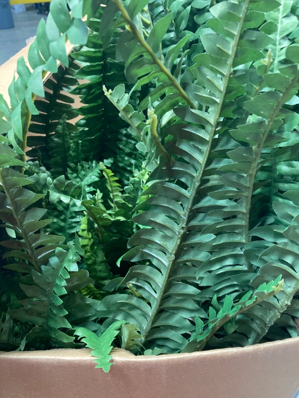 Photo 1 of 39" BOSTON FERN PLANT 