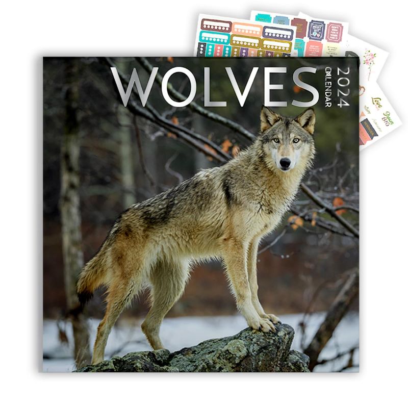 Photo 1 of *** BUNDLE X 2 *** Wolf Calendar 2024 and Sticker Pack, Large 12 x 12 inch, Wolf Wall Calendar with Sticker Set, Gift for Wolf Lovers, Cute Calendar for girls or boys