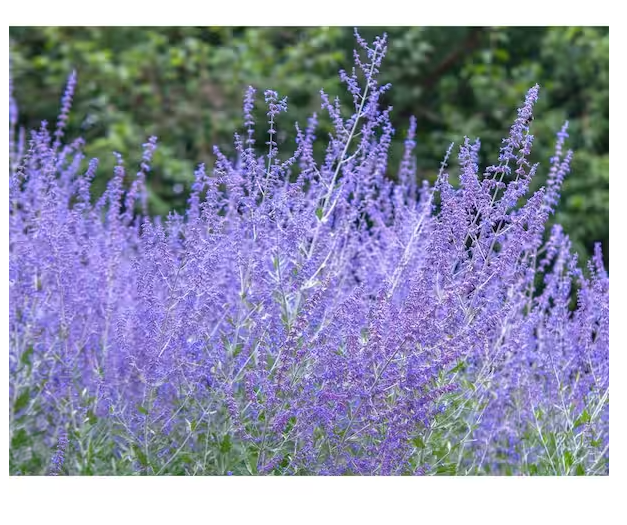 Photo 1 of 1 gal. Sage Flowering Shrub with Very Hardy Profuse Lavender Flower Spikes (2-Pack)