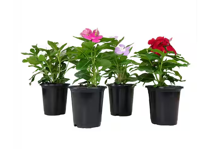 Photo 1 of 4 in. Vinca Perennial Plant Assorted Colors (4-Pack)
