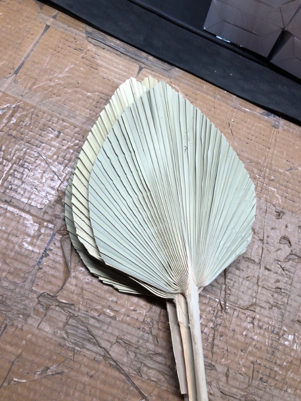 Photo 4 of  Dried Palm Leaves 4 Pieces 18.1’’ Natural Dried Palm Spears Large Dried Palm Fans Dried Flower Bouquet for Boho Wedding Home Party Kitchen Vase Farmhouse Table Arrangements Anniversary Decor
