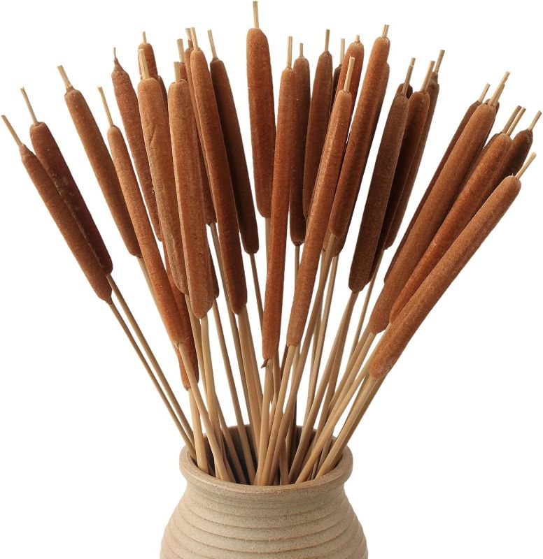 Photo 1 of 
MIHUAGE Dried Natural Cattails - 20PCS for DIY Floral Arrangements and Home Office Decor - 0.4" Dia 17 Inch Length