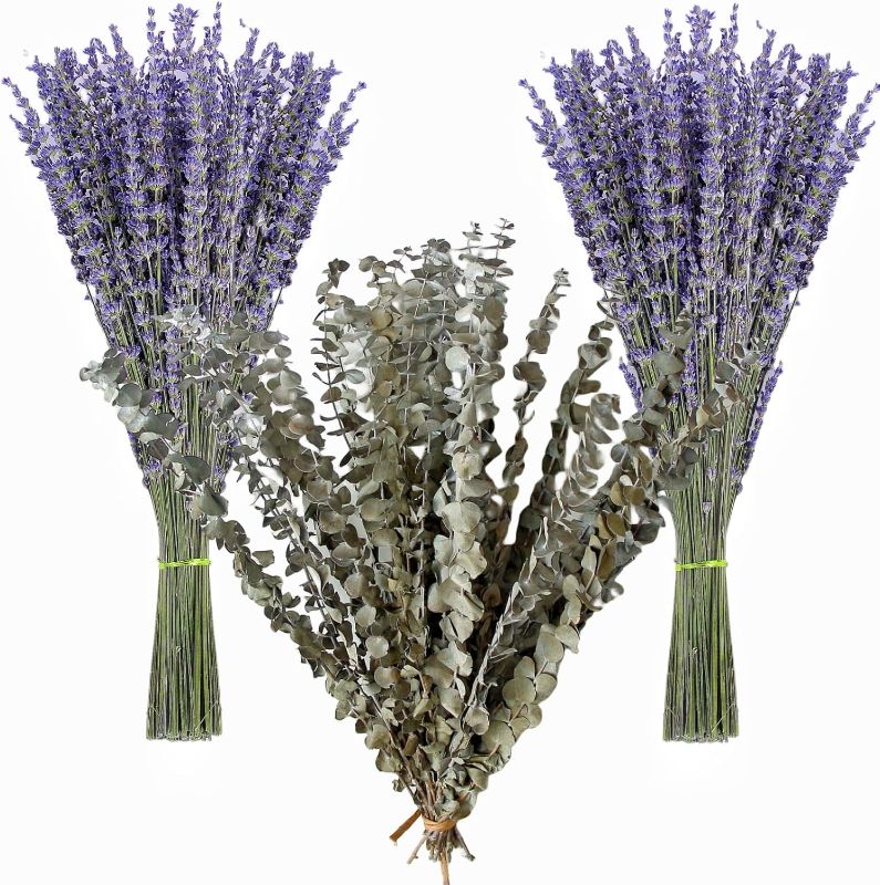 Photo 1 of 130 Stems Dried Lavender Flowers and Shower Eucalyptus Hanging Bouquet , 120 pcs of Lavender Plant , 10 pcs of Eucalyptus Leaves Use of Home Decor Greenery for Bathroom, Living Room Kitchen, (17inch)