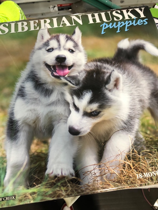 Photo 3 of 2022 Wall Calendar Just Siberian Husky Puppies - Willow Creek Press