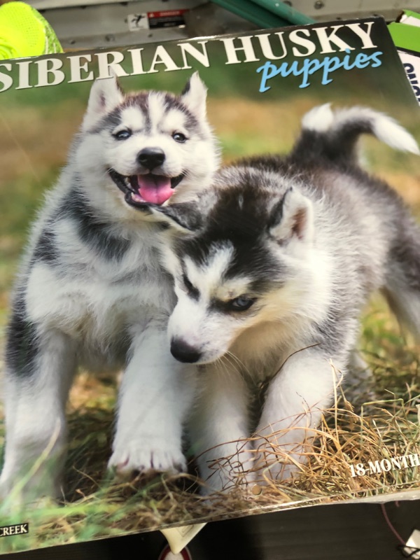 Photo 2 of 2022 Wall Calendar Just Siberian Husky Puppies - Willow Creek Press