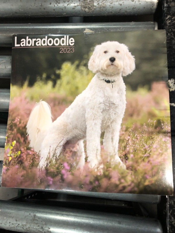 Photo 3 of (READ NOTES)
Labradoodle Calendar - Dog Breed Calendars - 2022 - 2023 wall calendars - 16 Month by Avonside