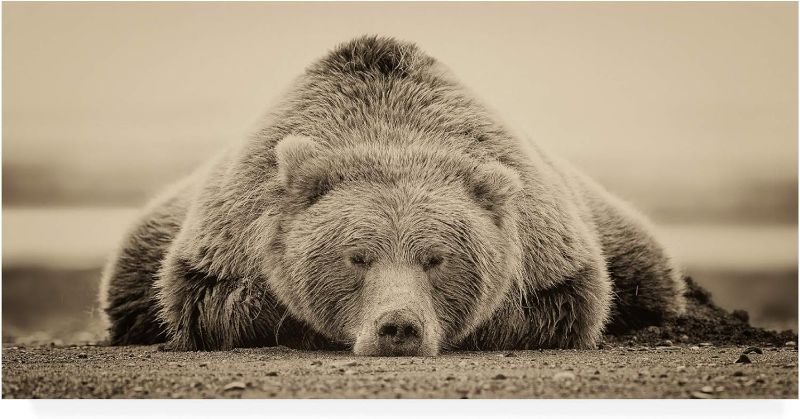 Photo 1 of  Trademark Fine Art, 16x32 Deep Sleep by PHBurchett 16 X 32