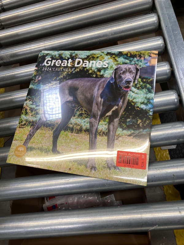 Photo 2 of 2024 Great Danes Monthly Wall Calendar by Bright Day, 12 x 12 Inch Cute Dog Breed Gift