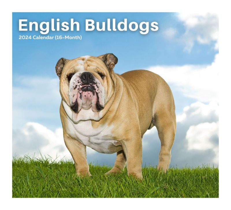 Photo 1 of 2024 English Bulldogs Dogs & Puppies - Deluxe Wall Calendar by Just Calendars - 16 Month - Plastic Free