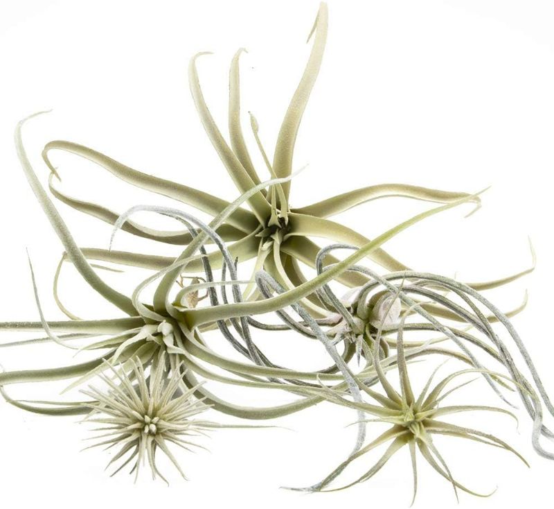 Photo 1 of CHIVE Artificial Air Plants — Bulk Set of 5, Large — Ultra Realistic Fake Tillandsia Bromeliad Plants — Decorative Faux Succulents for Home & Office Decor — No Care Needed!