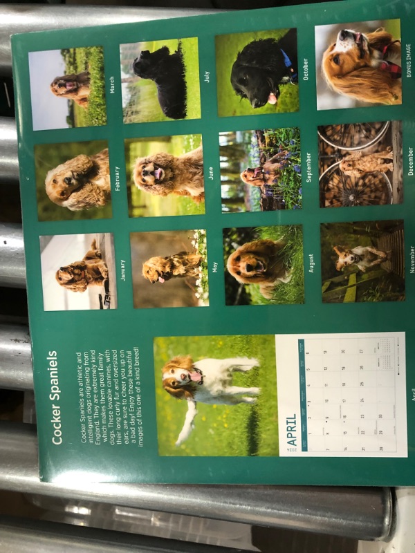 Photo 3 of 2024 Cocker Spaniels Monthly Wall Calendar by Bright Day, 12 x 12 Inch Cute Dog Breed Gift merry cocker