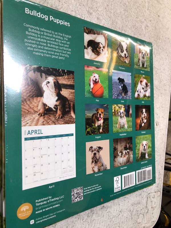Photo 2 of 2024 Bulldog Puppies Monthly Wall Calendar by Bright Day, 12 x 12 Inch Cute Dog Breed Gift