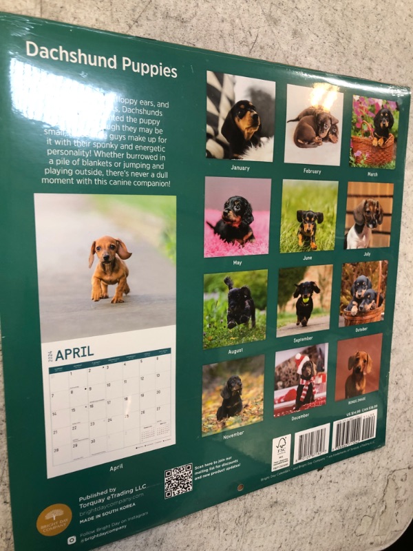 Photo 2 of 2024 Dachshund Puppies Monthly Wall Calendar by Bright Day, 12 x 12 Inch Cute Dog Breed Gift