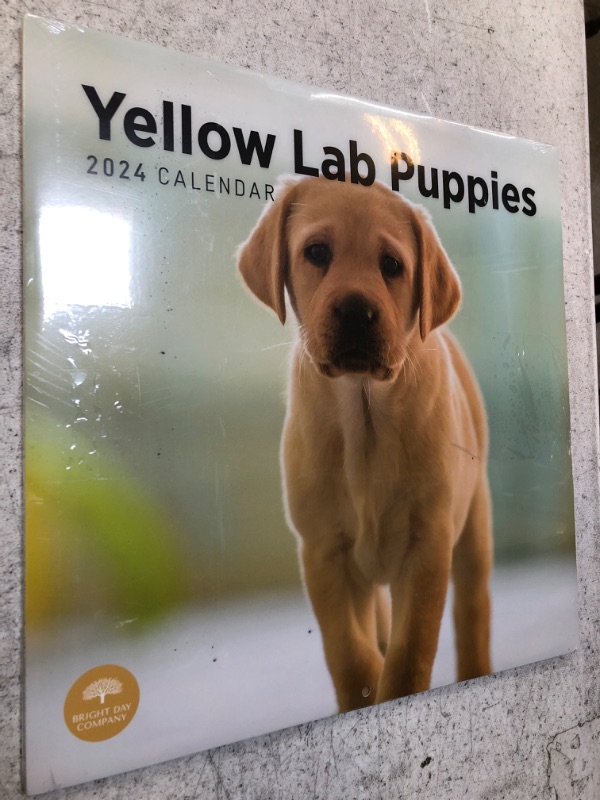 Photo 1 of 2024 YELLOW LAB PUPPIES CALENDER 2PACK 