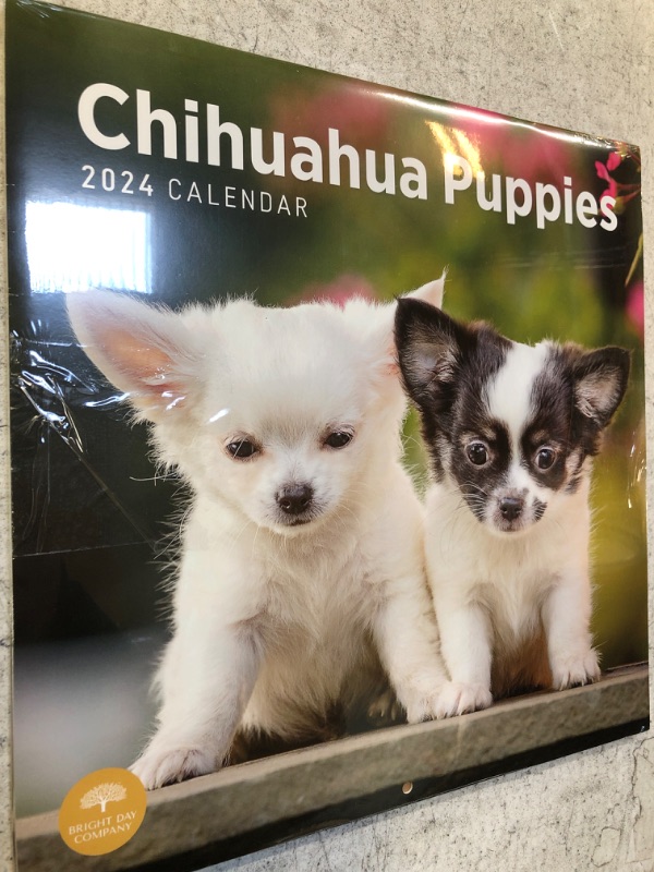 Photo 1 of 2024 CHIHUAHUA PUPPY CALENDAR 2PACK 