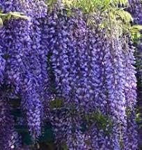 Photo 1 of Spectacular Blue Moon Wisteria Tree Plant 8-11" Tall Potted Plant Fragrant Flowers Seeds BulbsPlants& MoreAttracks Hummingbirds, in Dormancy
