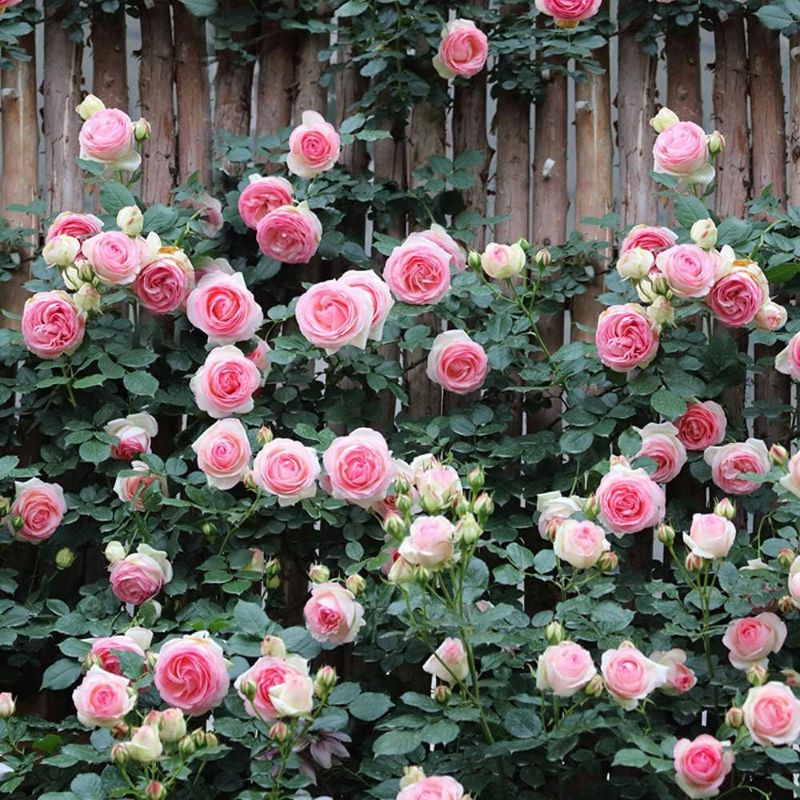 Photo 1 of VAACNEE 100pcs Pink Climbing Rose Vine Seeds - Amazing Growth and Beautiful Roses
