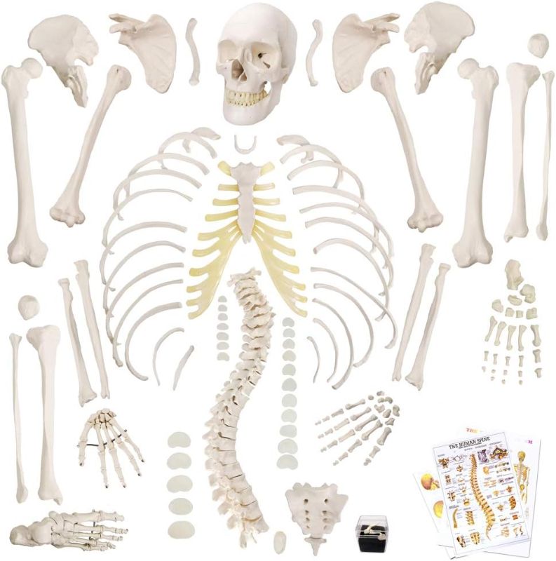 Photo 1 of Disarticulated Human Skeleton Model for Anatomy 67 inch High, Full Size Skeleton Models with Poster, Skull, Bones, Articulated Hand & Foot
