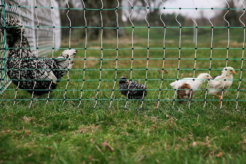 Photo 2 of RentACoop Poultry Netting Electric Fence - Electric Poultry Enclosure for Chickens, Ducks, Turkeys - Suitable for 4 Week Old Chickens/Older and Adult Poultry - Energizer Not Included - 168' L x 42" H

